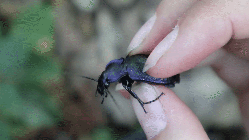Gif Carabus problematicus Gif Carabus problematicus