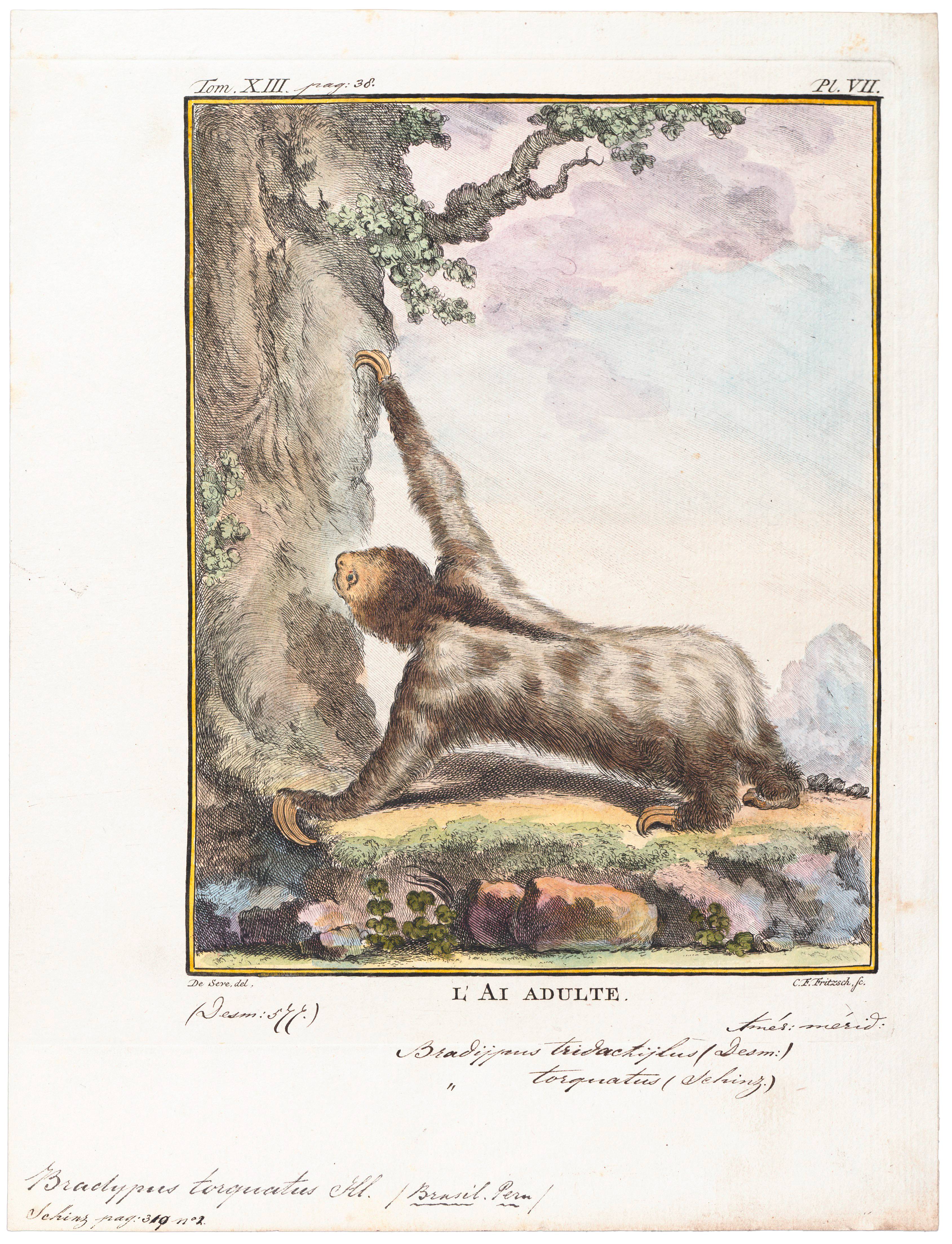 L'aï, ou paresseux, pas gâté par la nature selon Mademoiselle Le Masson Le Golft, qui lui attribue 2 pour la forme, 5 pour la couleur et 1 pour l'instinct. Gravure tirée de l'Histoire naturelle, générale et particulière, de Buffon.