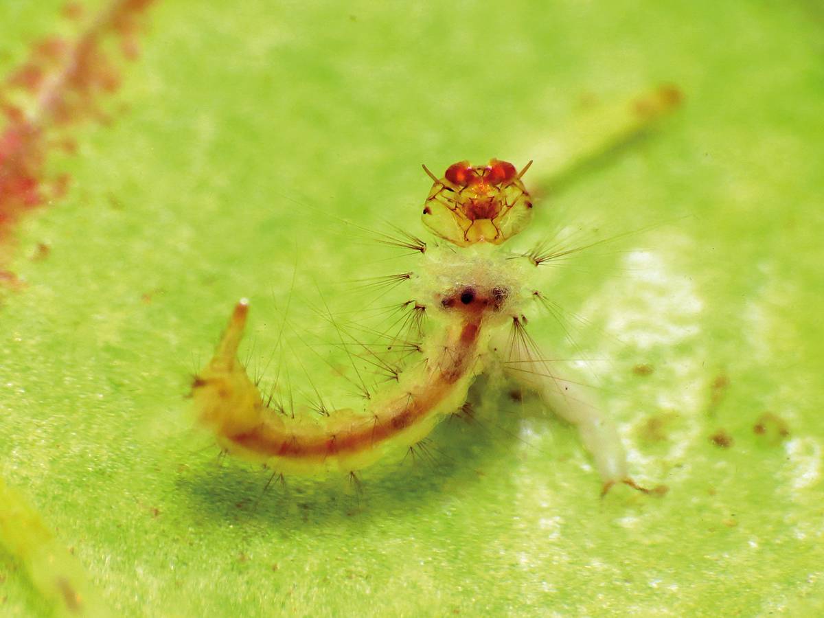 Larve de moustique de l'espèce Wyeomyia smithii, qui ne se trouve que dans les urnes de Sarracenia purpurea (cliché K. Schulz/CC).